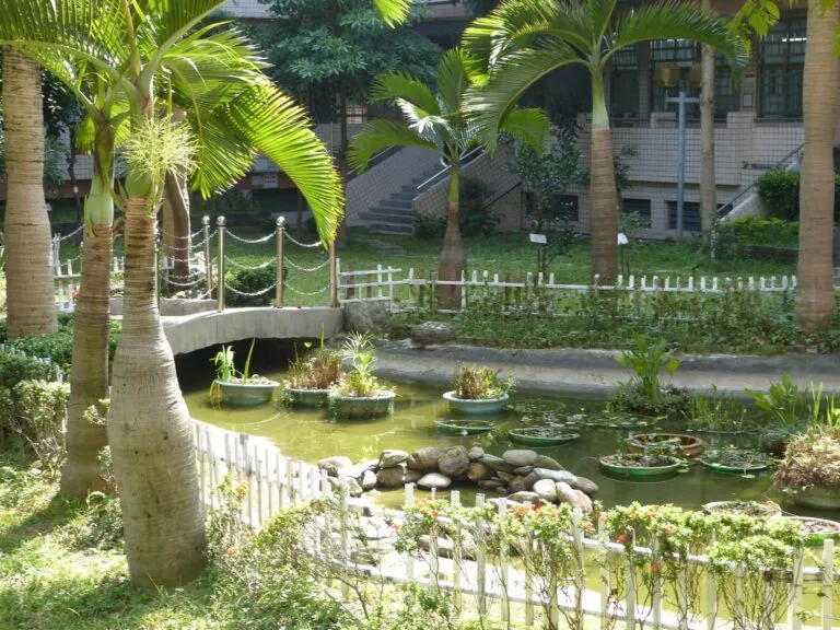 板橋重慶國小的中庭教材園與前庭充滿綠意