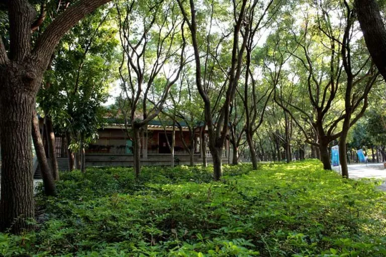 高雄都會公園裏有大量的原生植物